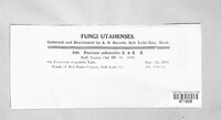 Puccinia substerilis image